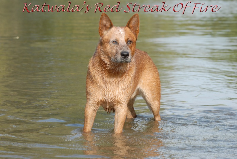 canadian cattle dog