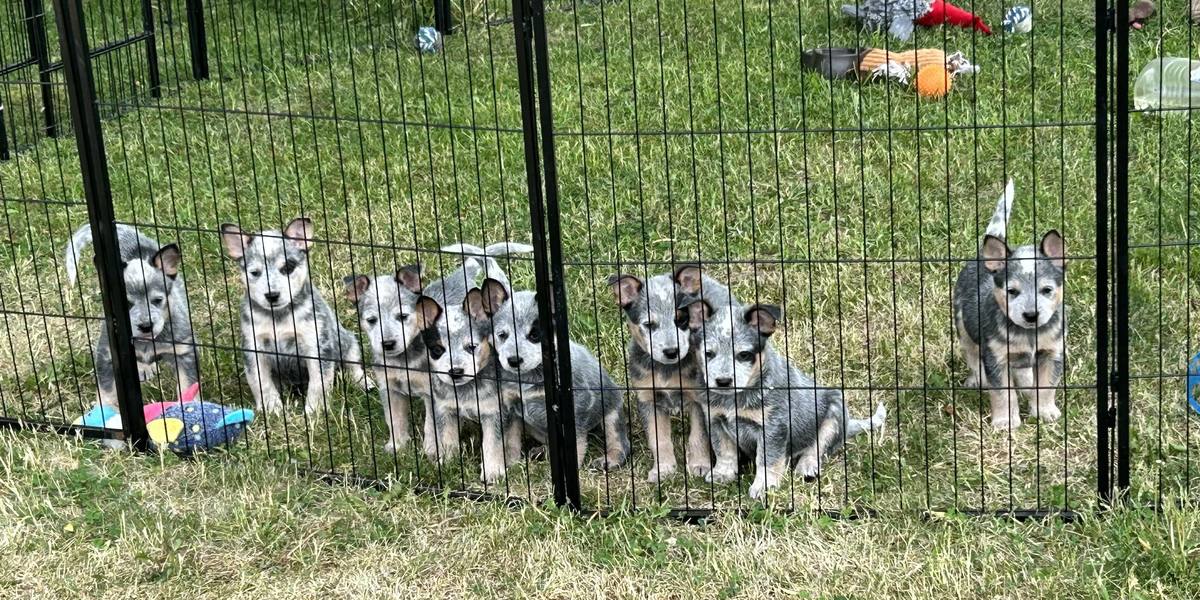 Australian Cattle Dog Puppies