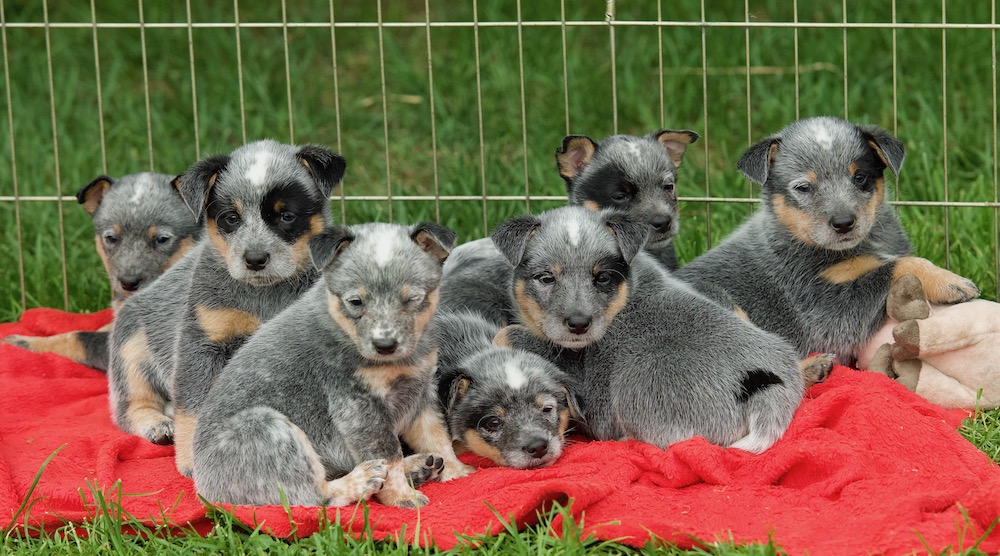 Australian Cattle Dog Puppies